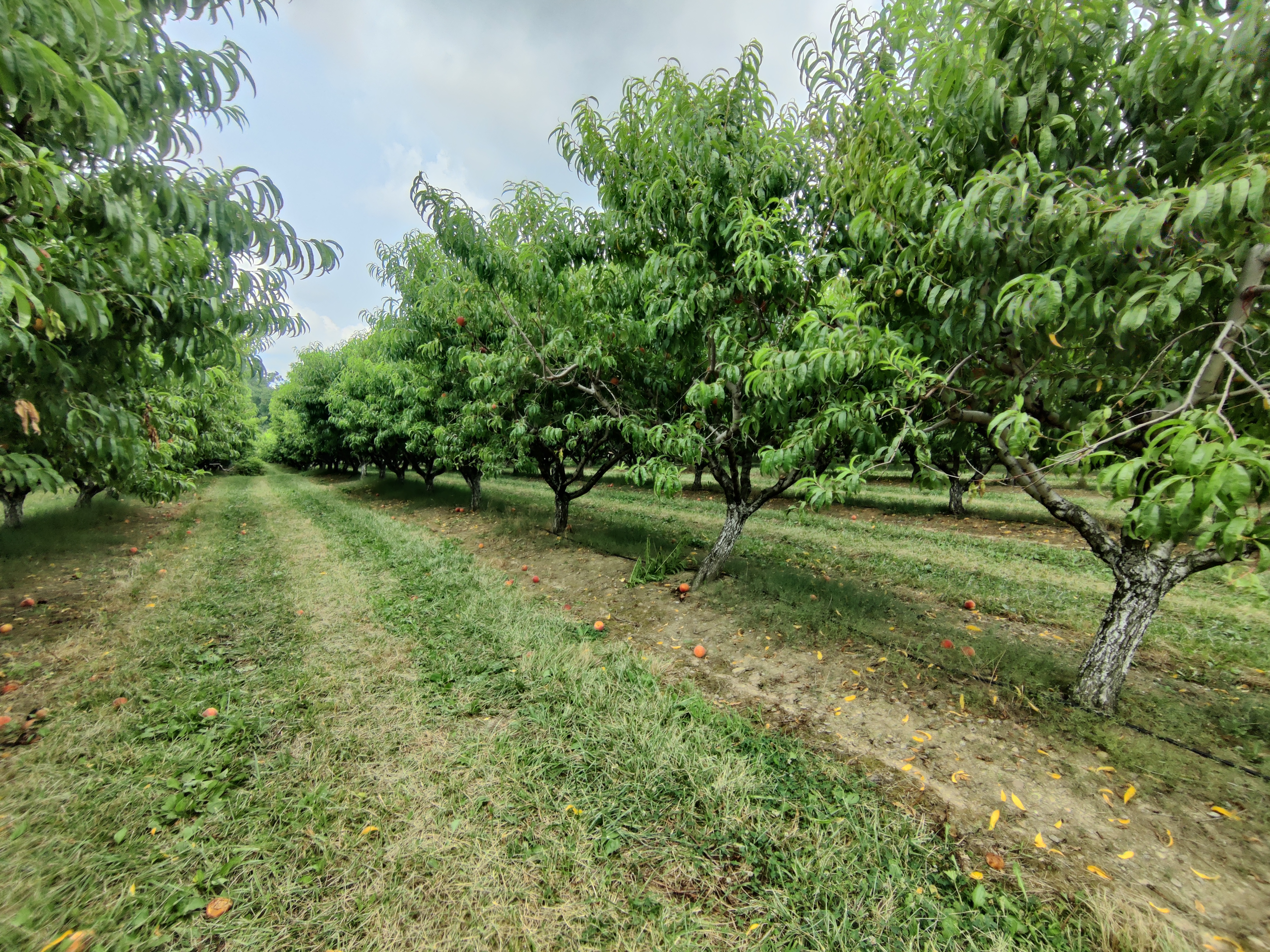 Rows of peach trees at Sweeting Orchards in Ohio.